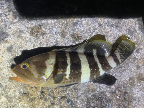 アオハタの釣果