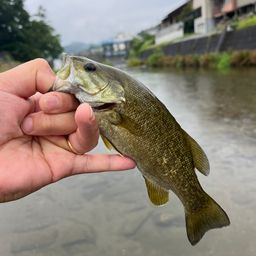 スモールマウスバス