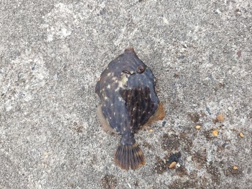 カワハギの釣果