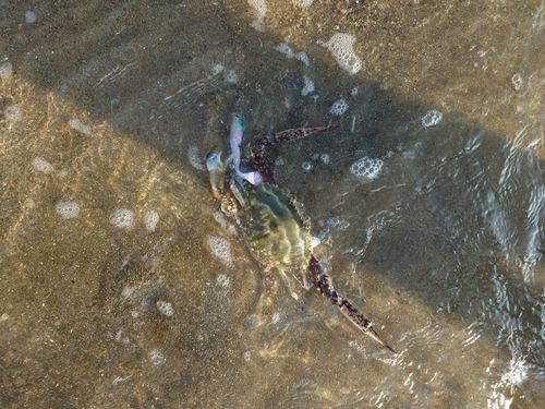 カニの釣果