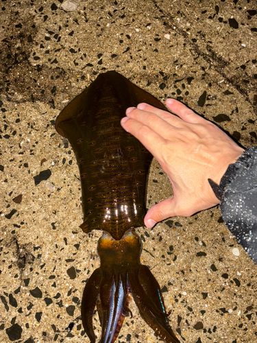 アオリイカの釣果