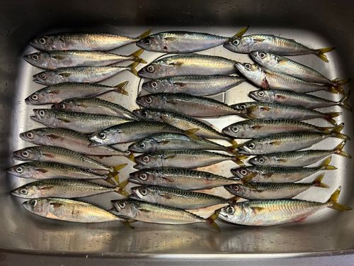 サバの釣果