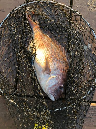 タイの釣果