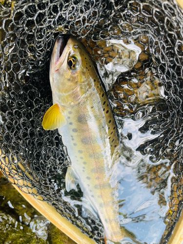 ヤマメの釣果
