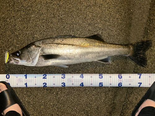 シーバスの釣果