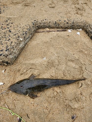 マゴチの釣果