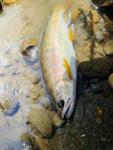 ヤマメの釣果