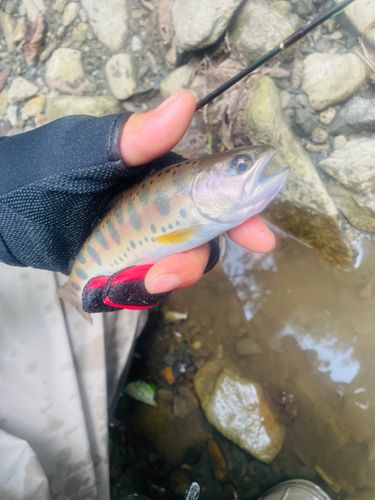 ヤマメの釣果