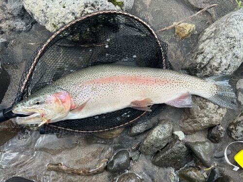 ニジマスの釣果