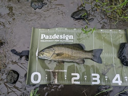 スモールマウスバスの釣果