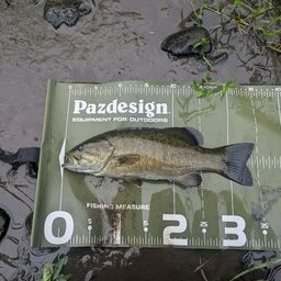 スモールマウスバス