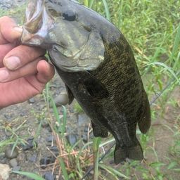 スモールマウスバス