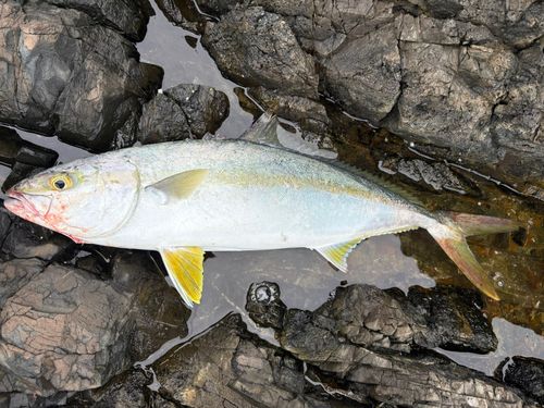 ヒラマサの釣果