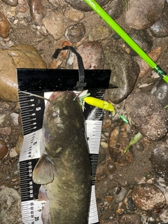 ナマズの釣果