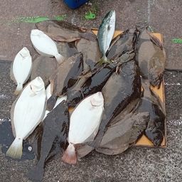 ヒラメ