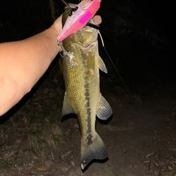 ラージマウスバス