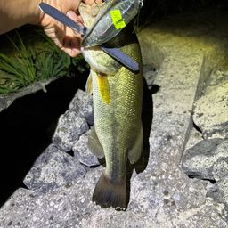 ラージマウスバス