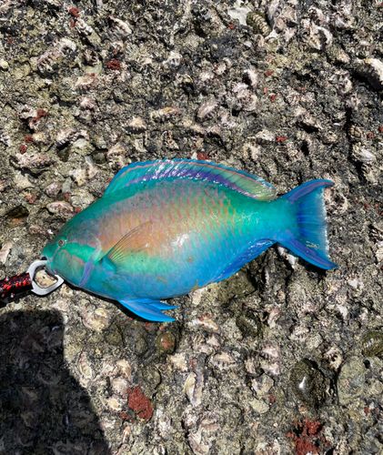 イラブチャーの釣果