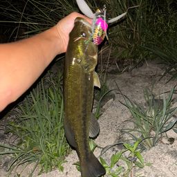 ラージマウスバス