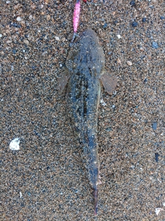 マゴチの釣果