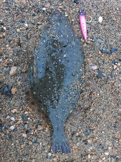 イシガレイの釣果