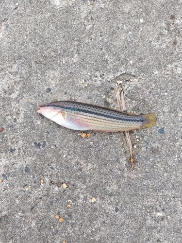 キュウセンの釣果