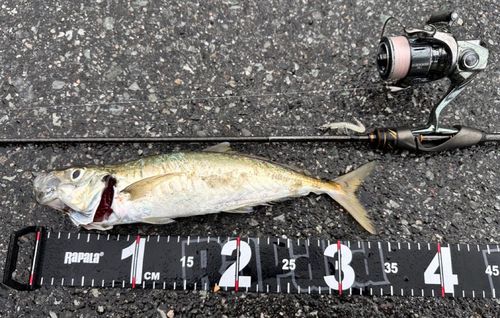 アオアジの釣果