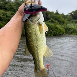 ラージマウスバス