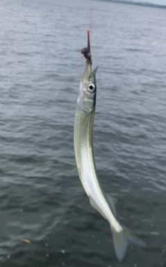 サヨリの釣果