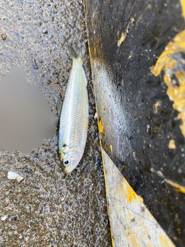 サッパの釣果