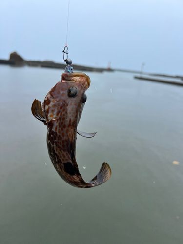 キジハタの釣果