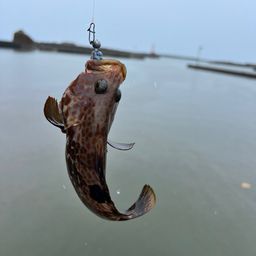 キジハタ