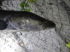 カムルチーの釣果