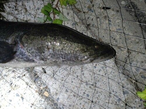 カムルチーの釣果