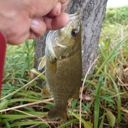 スモールマウスバス