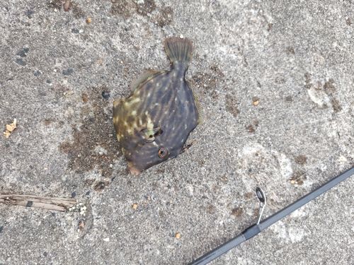 カワハギの釣果