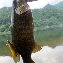 スモールマウスバス