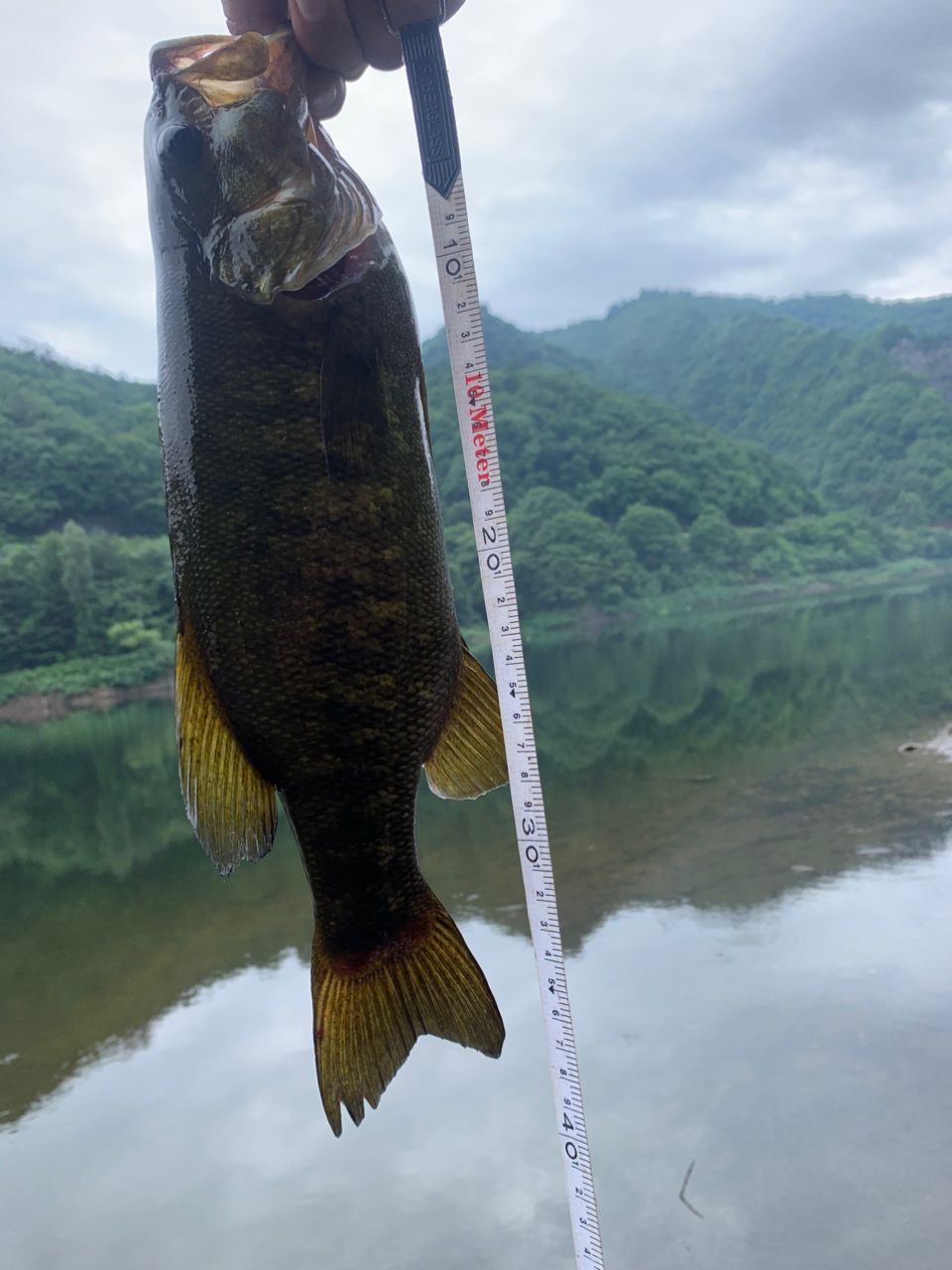 スモールマウスバス