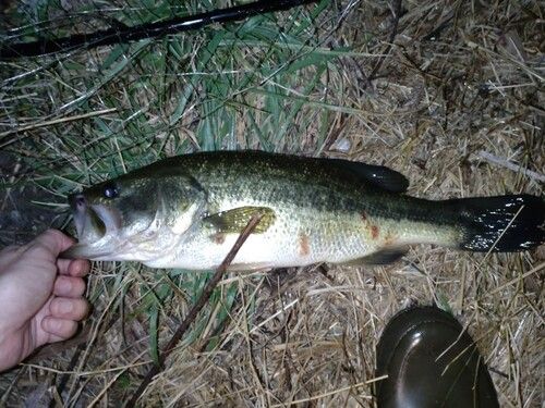 ラージマウスバスの釣果