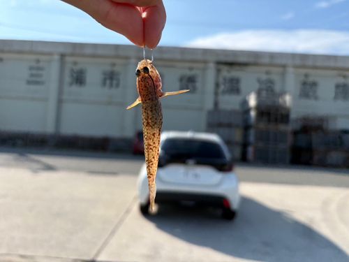 ハゼ