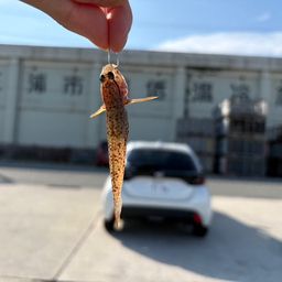 ハゼ