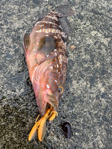 キジハタの釣果