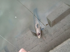 ライギョの釣果