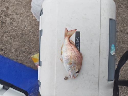 チャリコの釣果