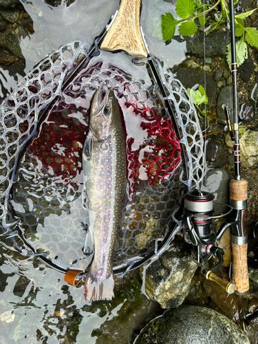イワナの釣果