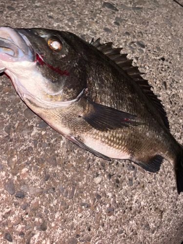 チヌの釣果
