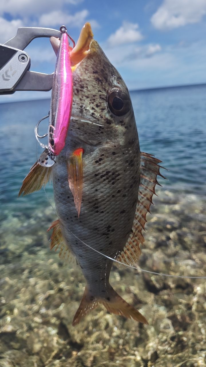 ムネアカクチビ