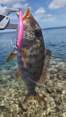 ムネアカクチビの釣果