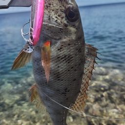 ムネアカクチビ