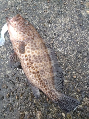 オオモンハタの釣果